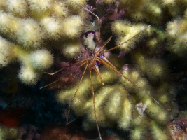 Yellowline Arrowcrab IMG 5871